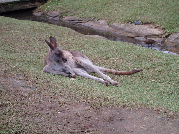 Kangaroo Chilling Out