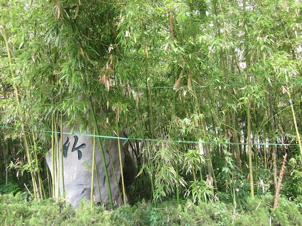 Bamboo!!! 竹子！