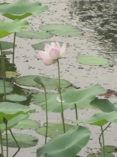 Lily Pads!
