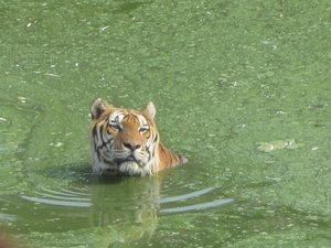 Swimming tiger!