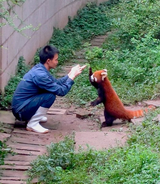 Feeding Red Panda