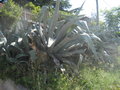 Giant Aloe Vera Plants