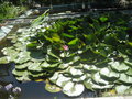 Lily pads in the pond