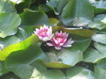 Water lilies #2