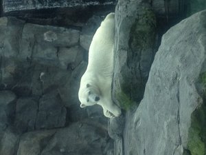 Ahpun, the polar bear