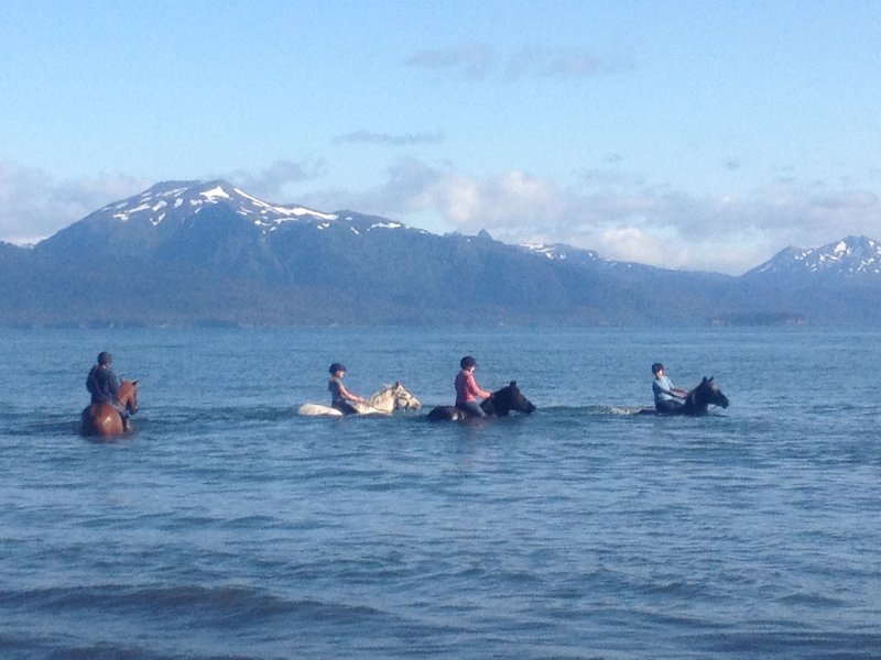 Swimming horses in Cook Inlet