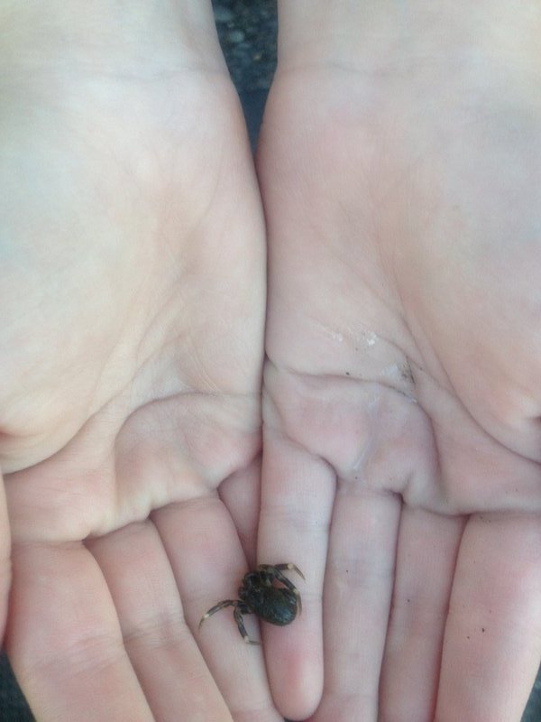 Hanna's new pet hermit crab 