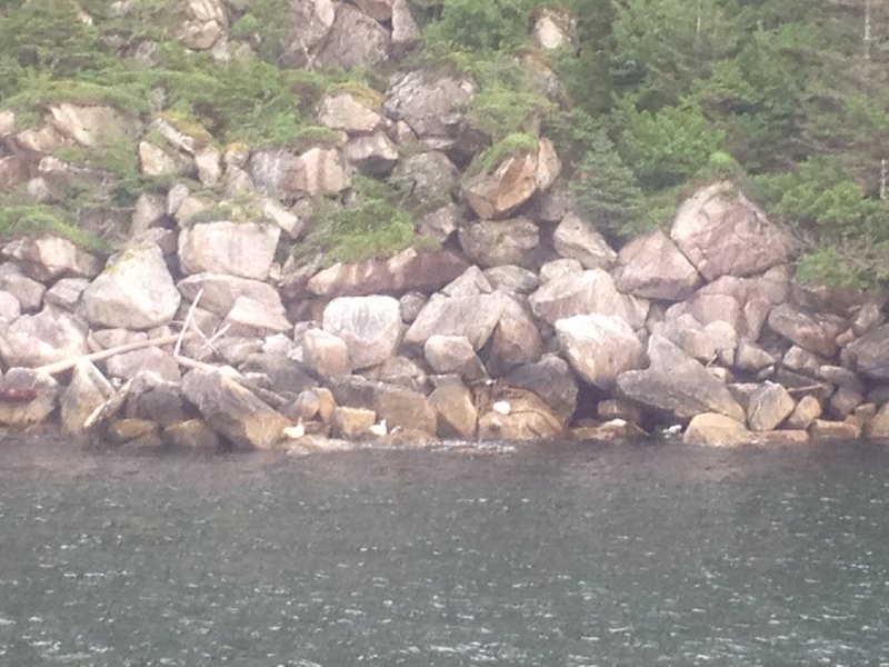 Harbor seals relaxing on the rocks
