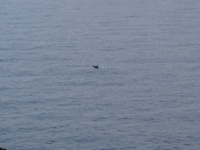 Yes...this is a humpback whale!