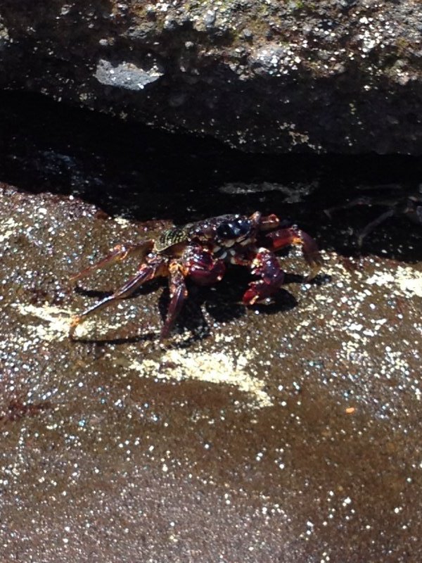 One of many crabs sunning themselves in the bay