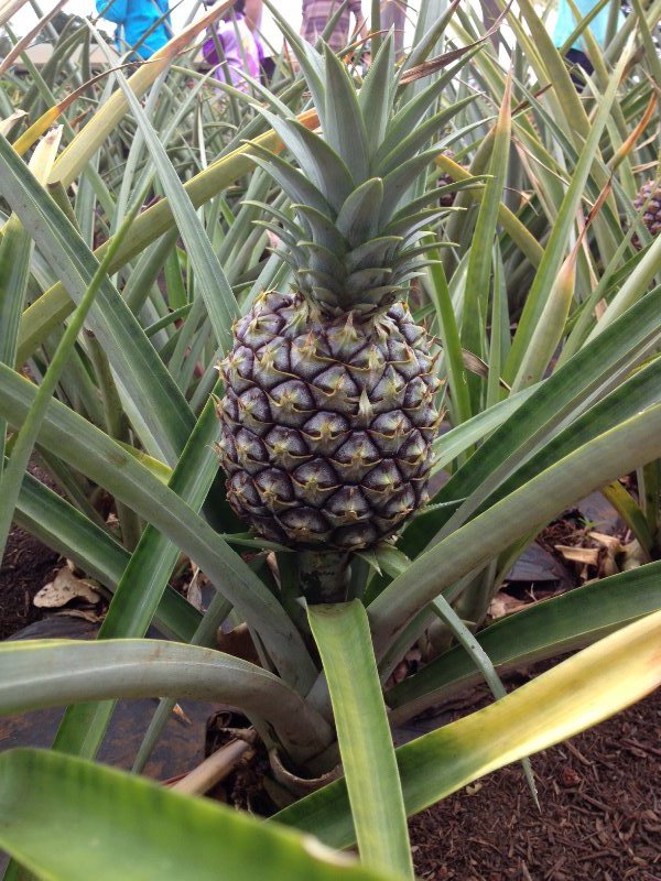 Cute baby pineapple!