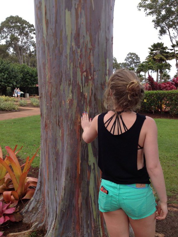 The colorful trunk of a Mindanao Gum Tree