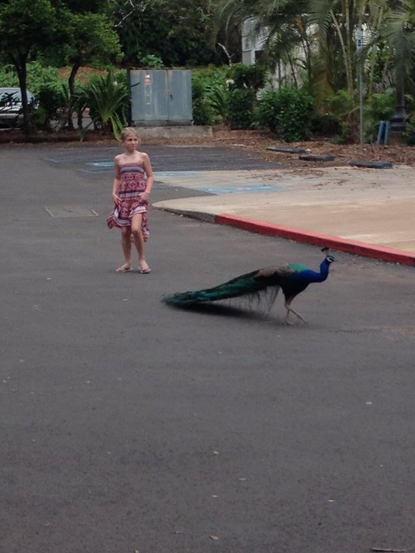 My little Pearl chasing a wild peacock