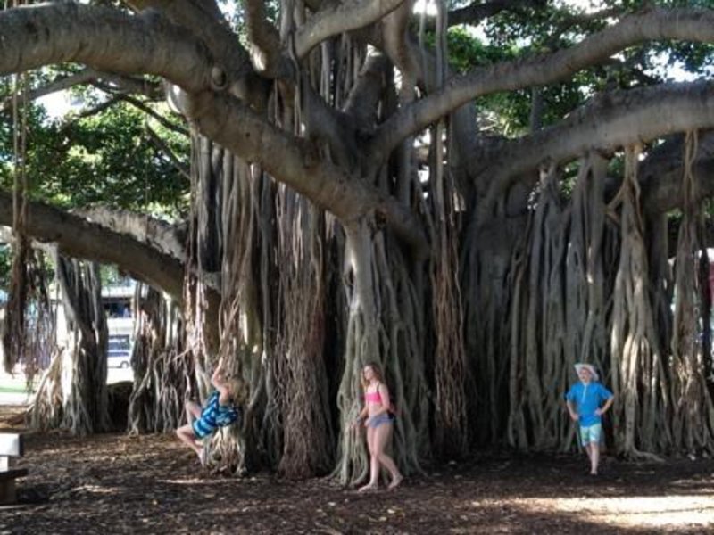 Amazing Banyan Tree