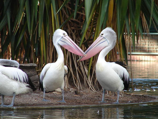 pelicans kissing!!