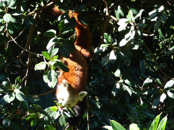 a nepalese red panda