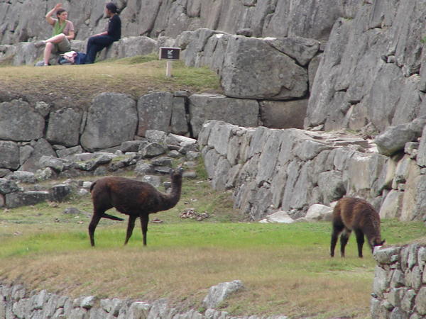 the lamas!! doing a spot of grazing
