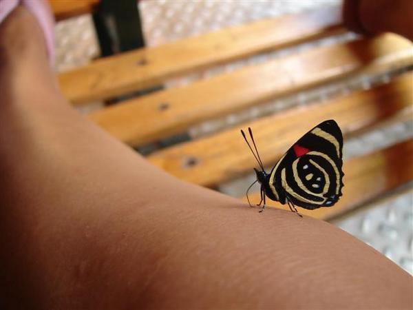 A pretty butterfly on my leg