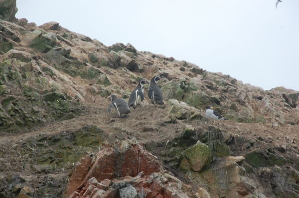 Humbolt Penguins - Ballesta Islands