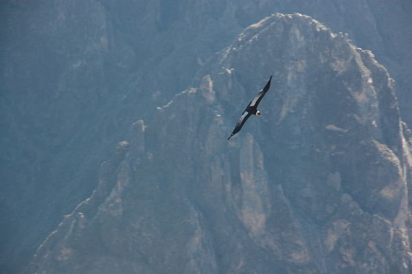 Condor flying in Colca Canyon