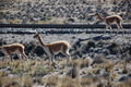 Vicunas - South American Camel