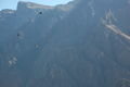 Many Condors in Colca Canyon