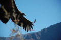 Up Close of Young Condor without white collar