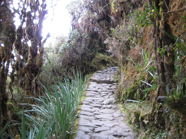 Hiking through the Cloud Forest on Day 3 - Inca Trail