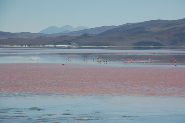 More Flamingoes on Laguna Colorado