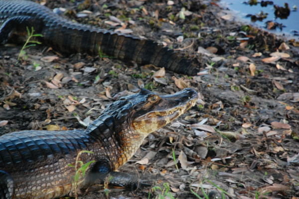 Caimans that were 20 feet from where we slept