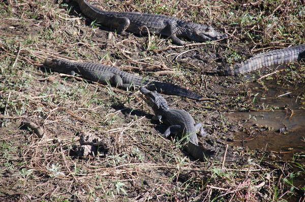 Many Caiman in the Pantanal