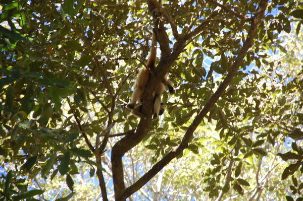 Howler Monkey in the Pantanal