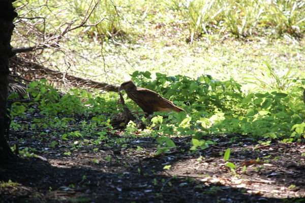 Hawk eating in the Pantanal