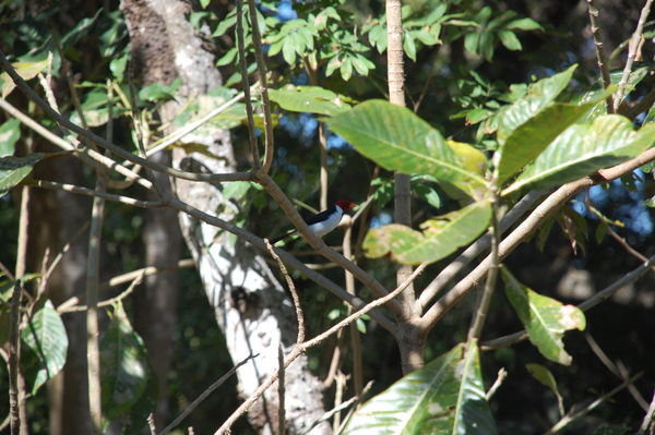 Bird in the Pantanal