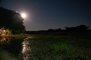 The Pantanal at Night with the Moon