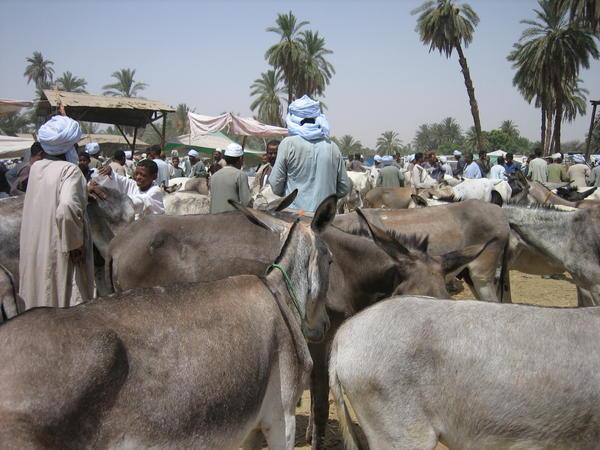 The Livestock market of Darrow