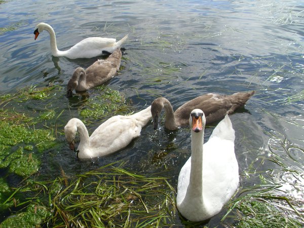 Swan Family who lived near the boat