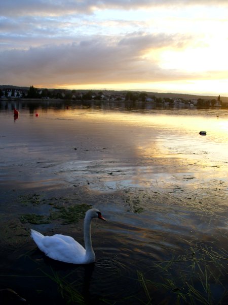 swan at Sunset