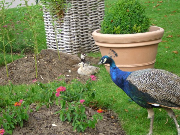 Peacock and a chick