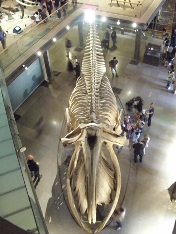 Baleen Whale skeleton at the Musee de L'Histoire Naturelle