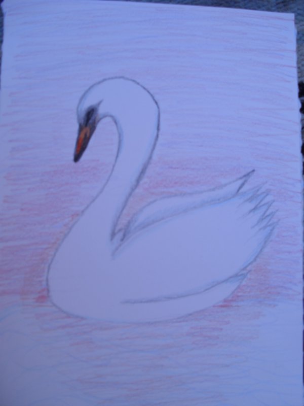 My drawing of a swan at sunset