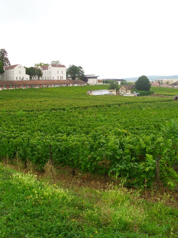 Vineyard at Auxerre Monastery - one of the oldest in France