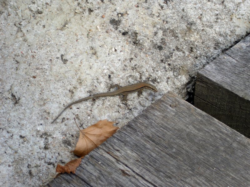 Lizard at Mailly