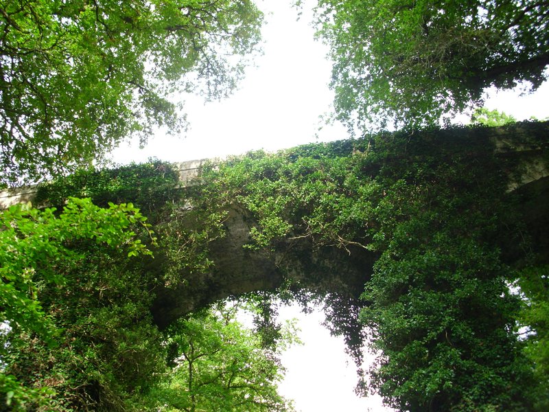Ivy covered bridge