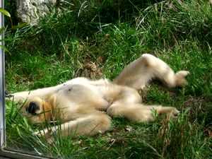 A very relaxed gibbon!