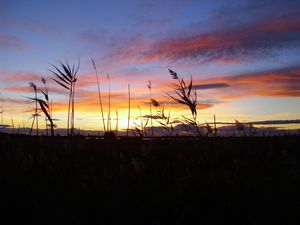 Sunset over the reeds