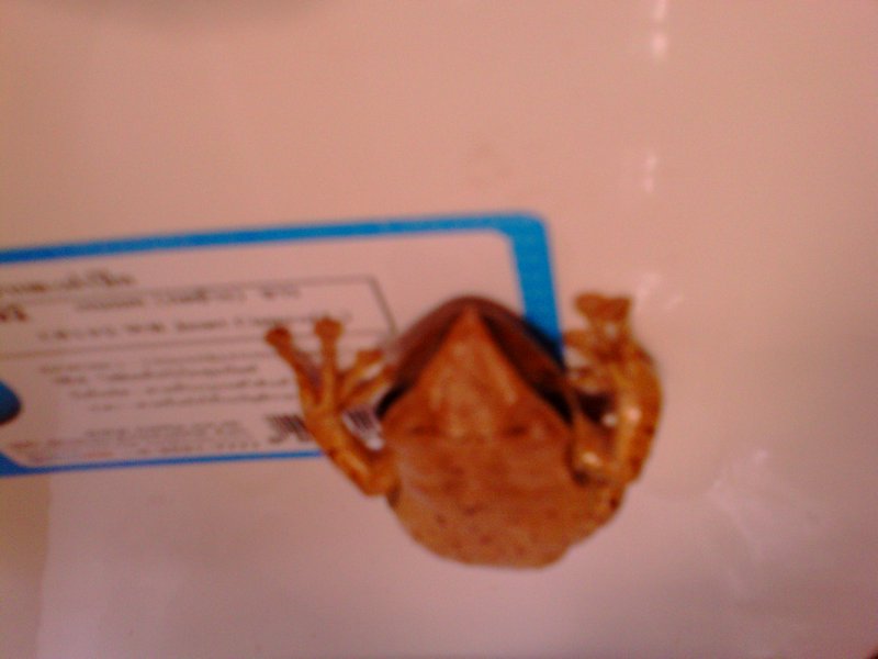 the big frog on my loo!