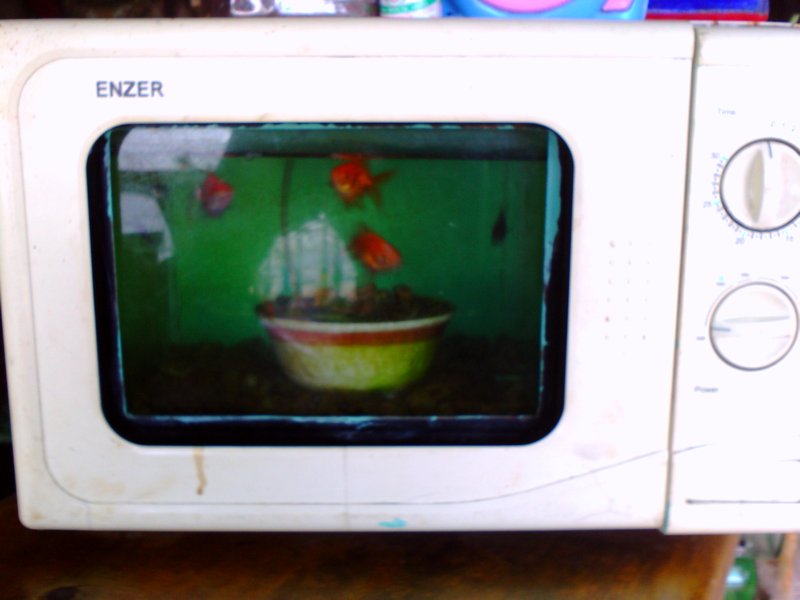 Fish In The Microwave Photo   6326375 Fish In The Microwave 0 