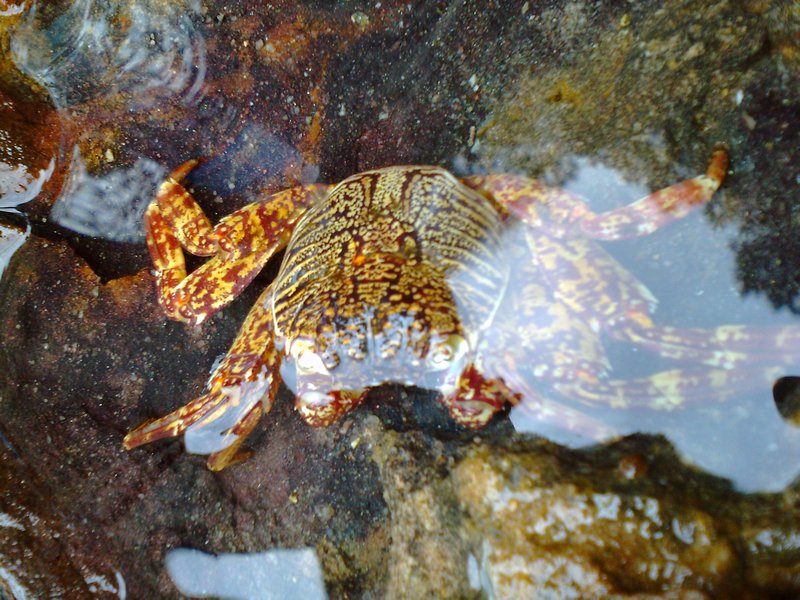 Crab in the clear rock pools