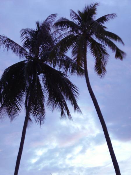 palms at 5am